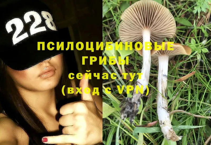 Галлюциногенные грибы Psilocybine cubensis Певек